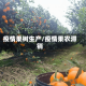 疫情果树生产/疫情果农滞销