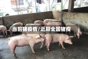 当前猪疫情/近期全国猪疫