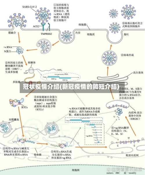 冠状疫情介绍(新冠疫情的简短介绍)-第3张图片