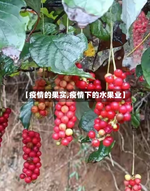 【疫情的果实,疫情下的水果业】-第1张图片