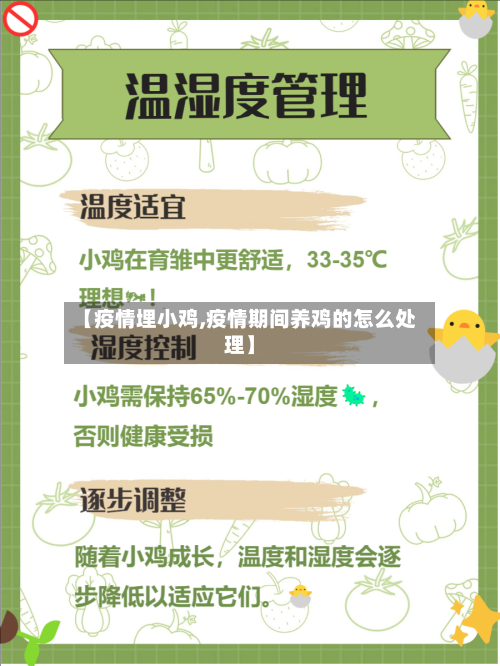 【疫情埋小鸡,疫情期间养鸡的怎么处理】-第2张图片