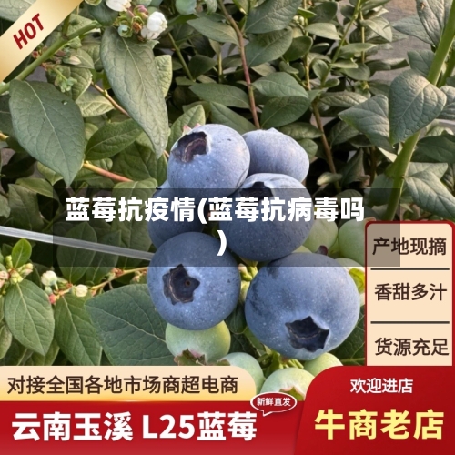 蓝莓抗疫情(蓝莓抗病毒吗)-第1张图片