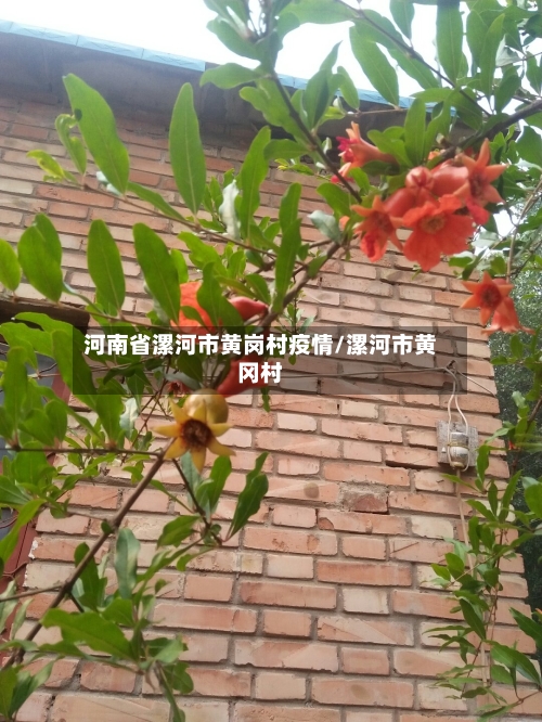 河南省漯河市黄岗村疫情/漯河市黄冈村-第1张图片